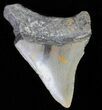 Bargain, Juvenile Megalodon Tooth - North Carolina #62134-1